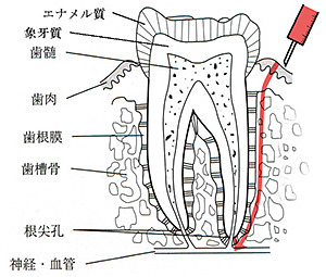 歯の解剖図