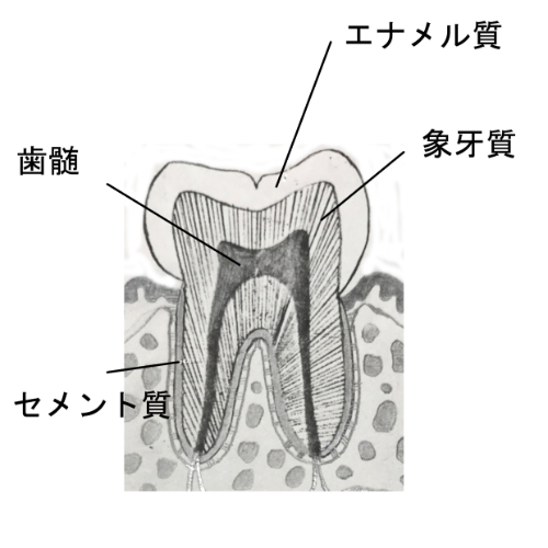 エナメル質、象牙質、セメント質、歯髄