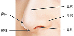 鼻の図