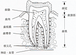 歯の解剖図